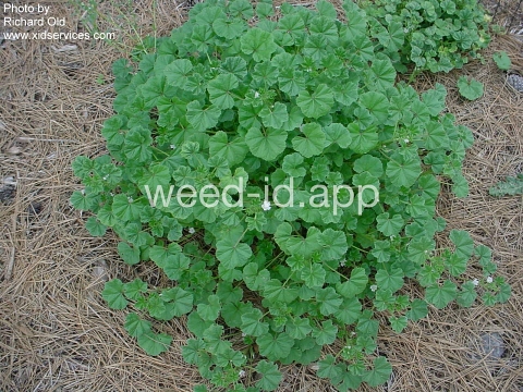 mallow, common